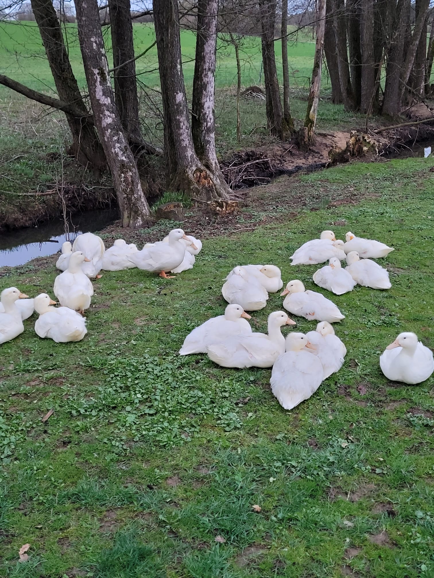 Enten und Gänsen vom Hof Dirnbauer
