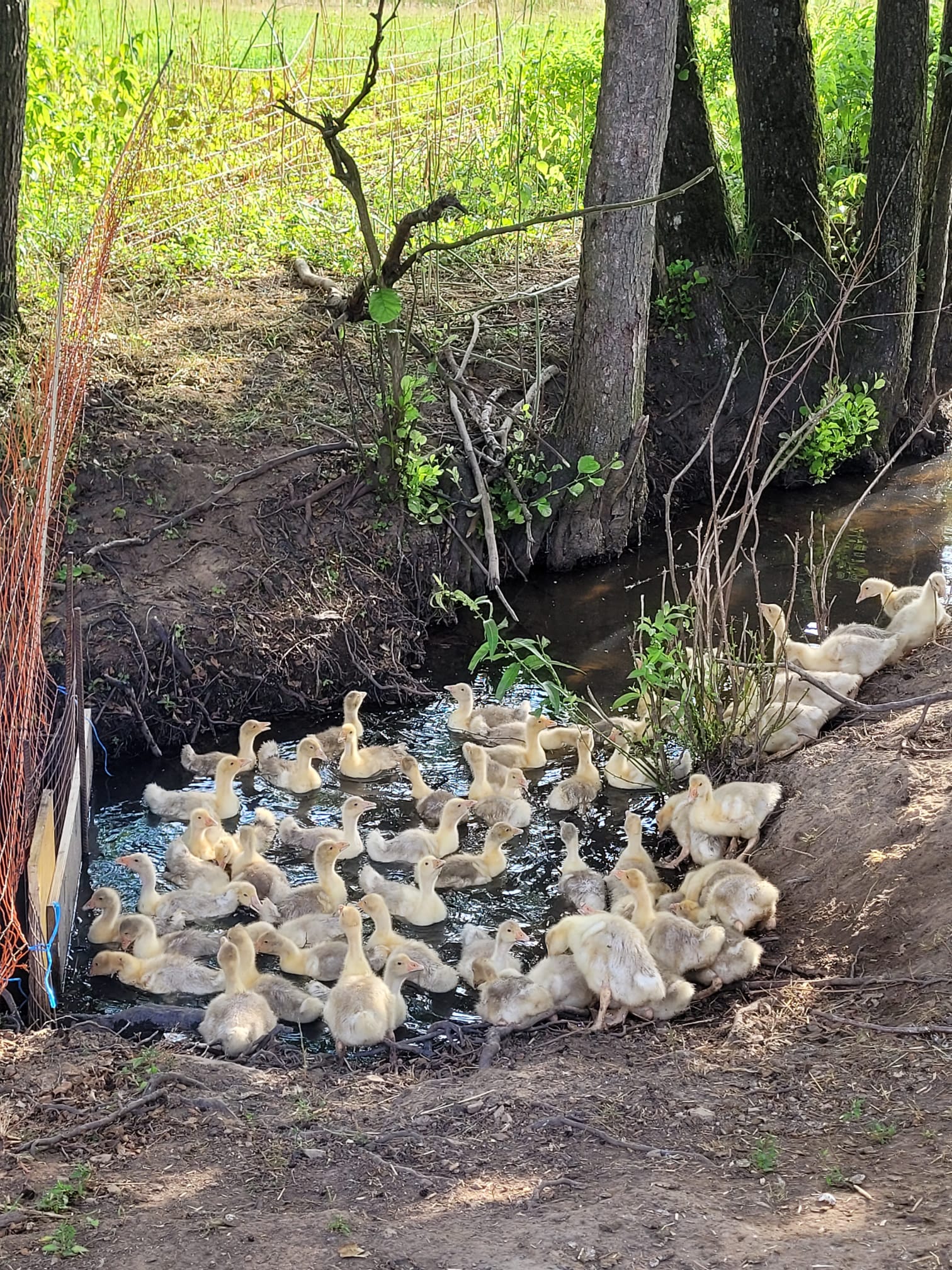 Enten und Gänsen vom Hof Dirnbauer