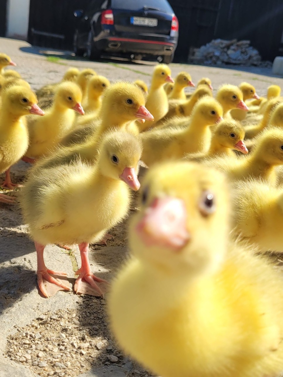 Enten und Gänsen vom Hof Dirnbauer