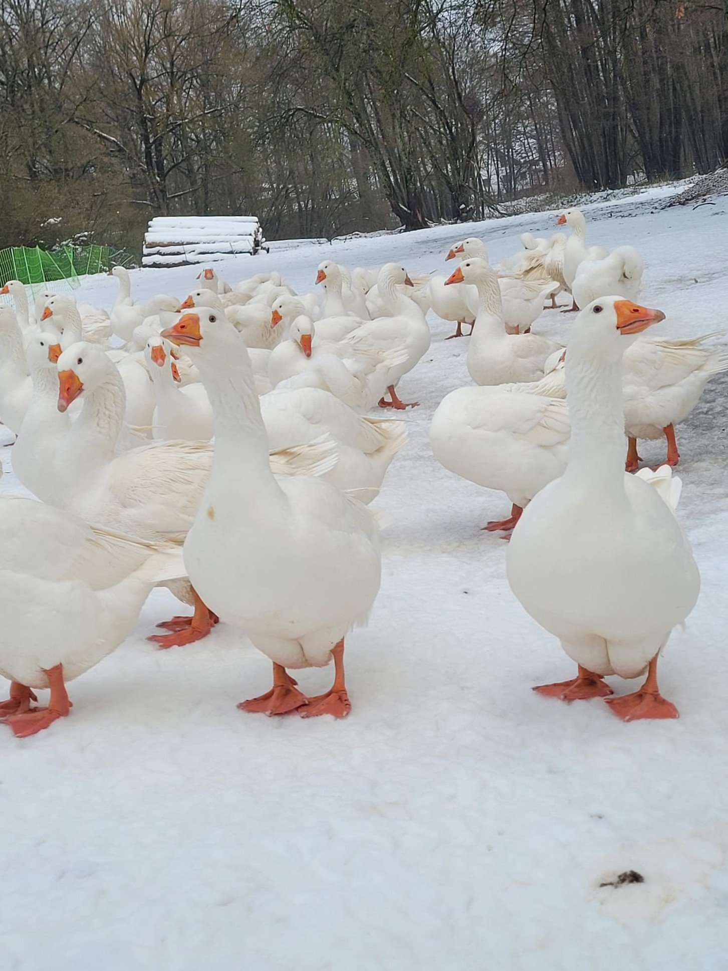 Enten und Gänsen vom Hof Dirnbauer
