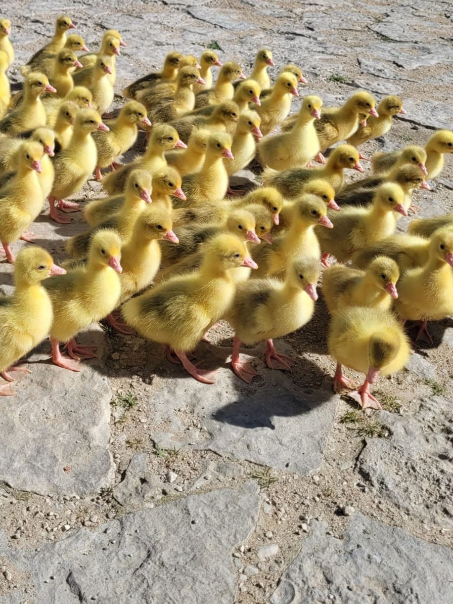 Enten und Gänsen vom Hof Dirnbauer