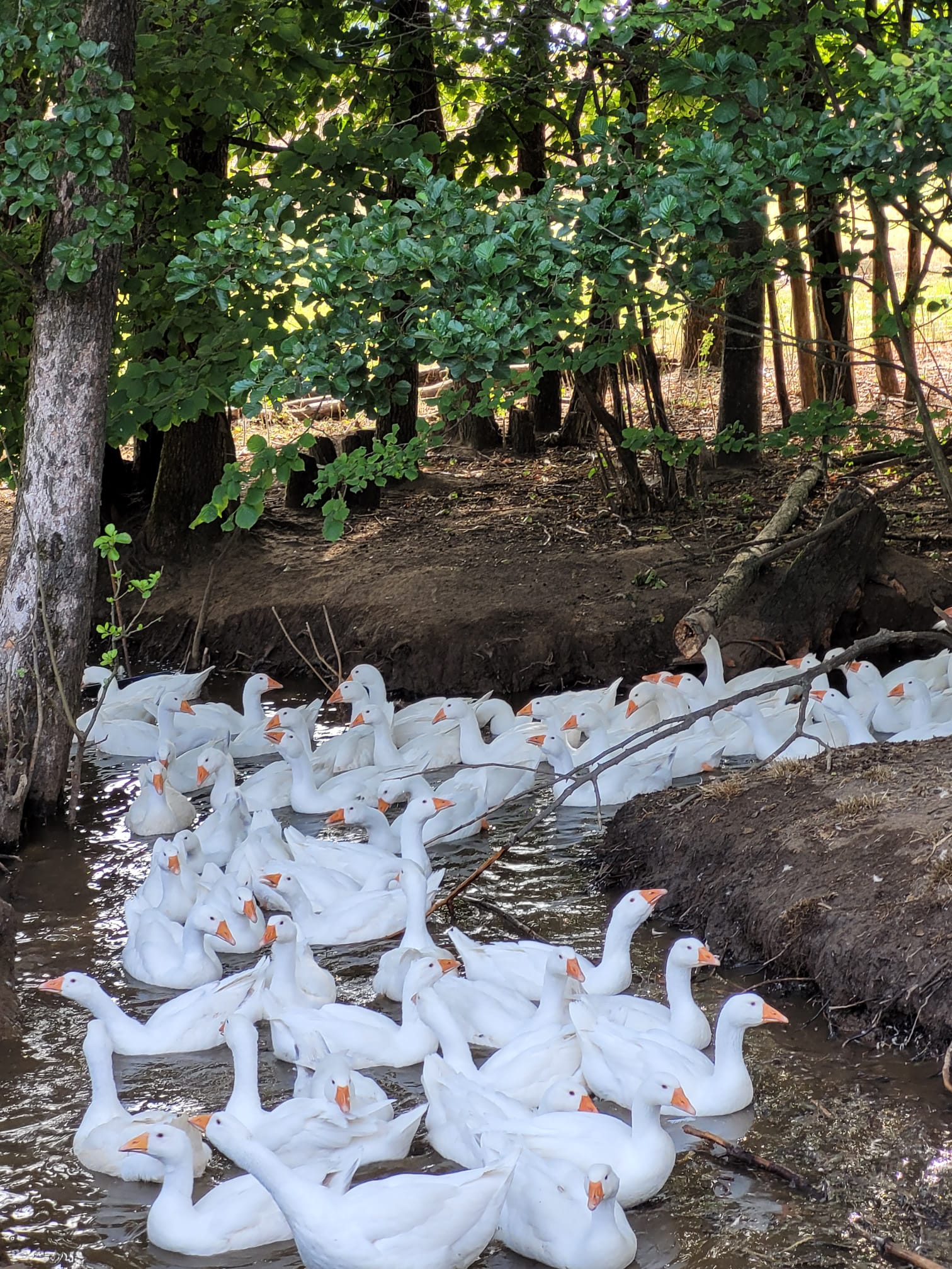Enten und Gänsen vom Hof Dirnbauer
