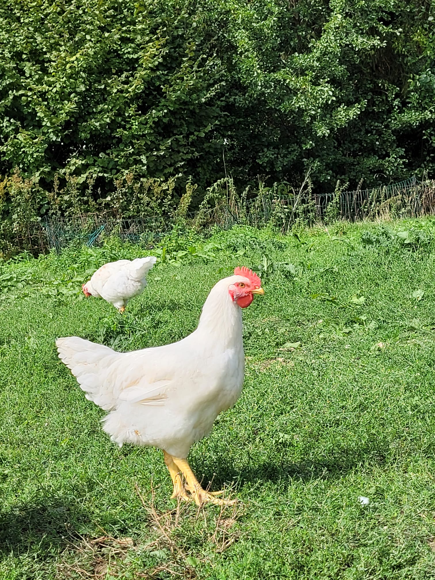 Gockel und Puten vom Hof Dirnbauer