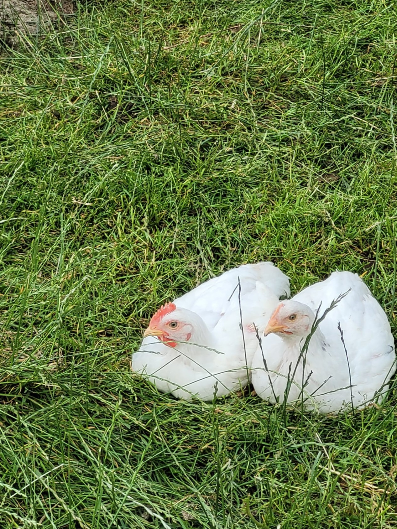 Gockel und Puten vom Hof Dirnbauer