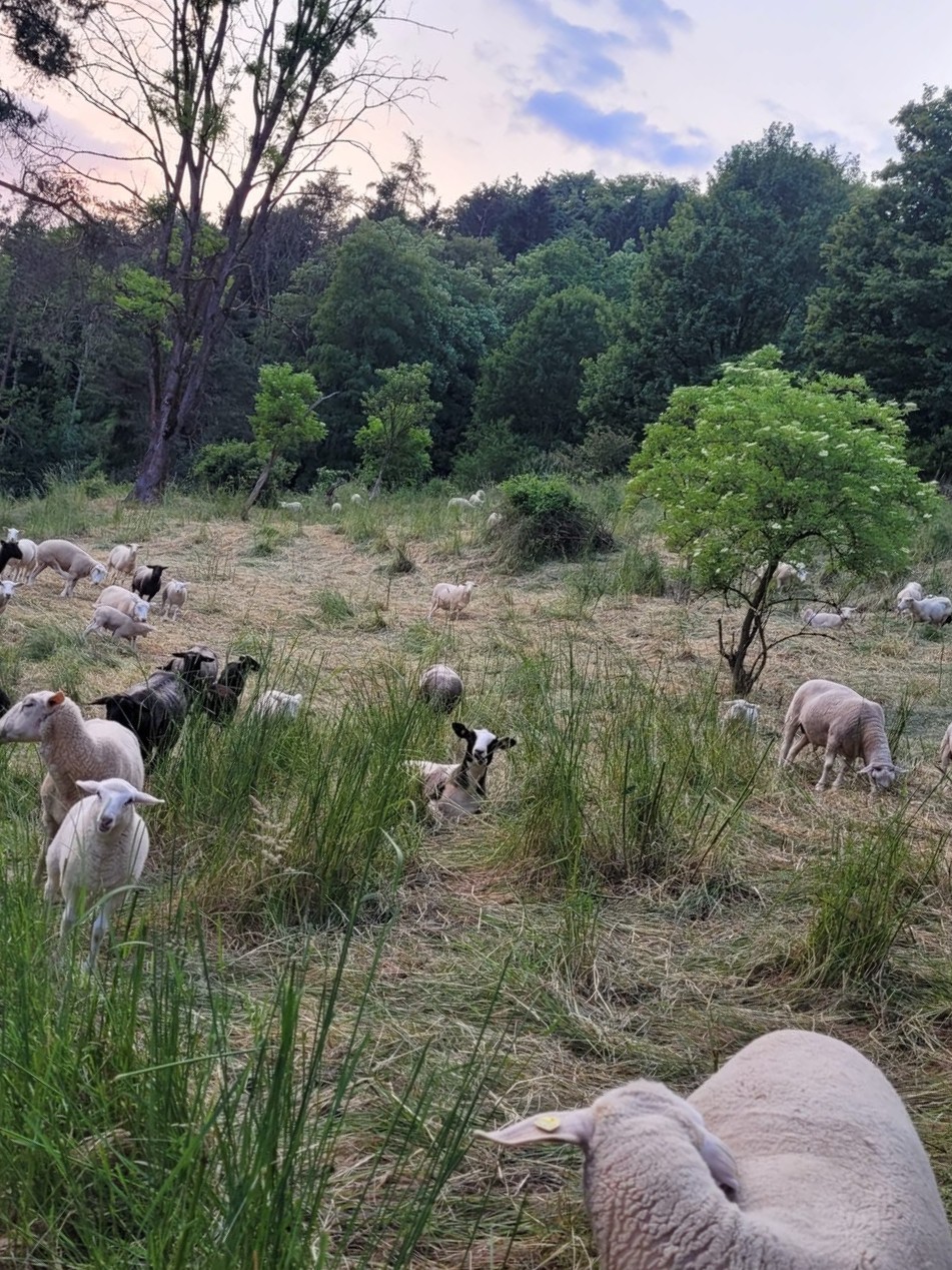Schafe und Ziegen vom Hof Dirnbauer