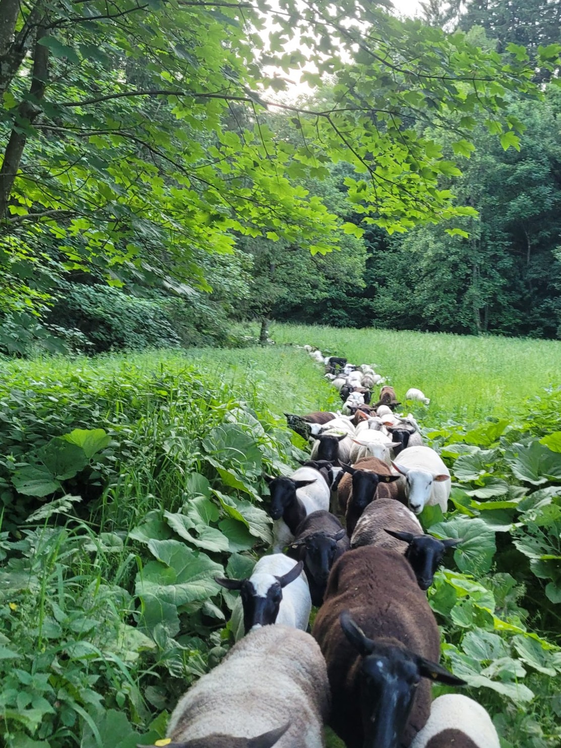 Schafe und Ziegen vom Hof Dirnbauer