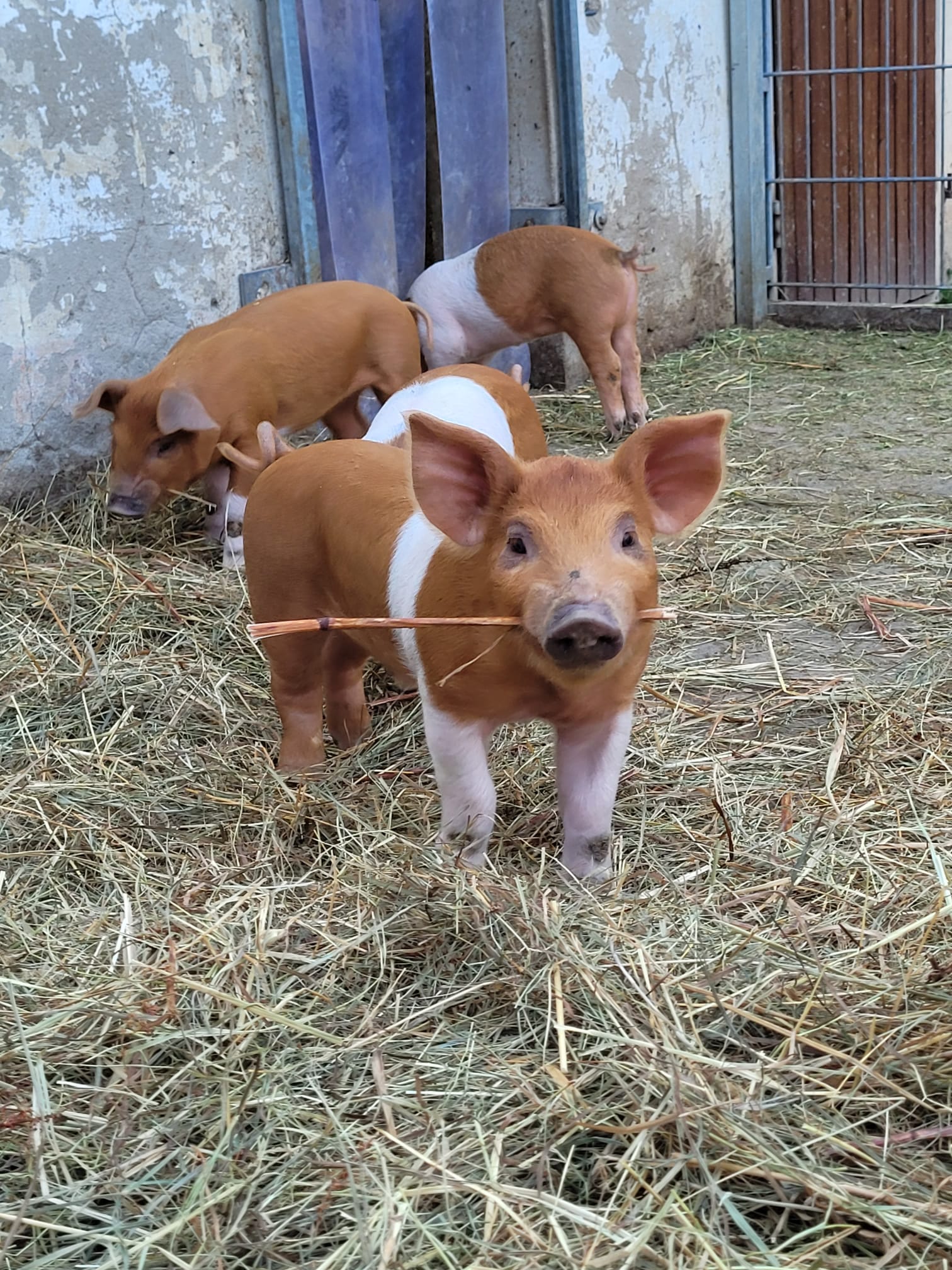Schweine vom Hof Dirnbauer