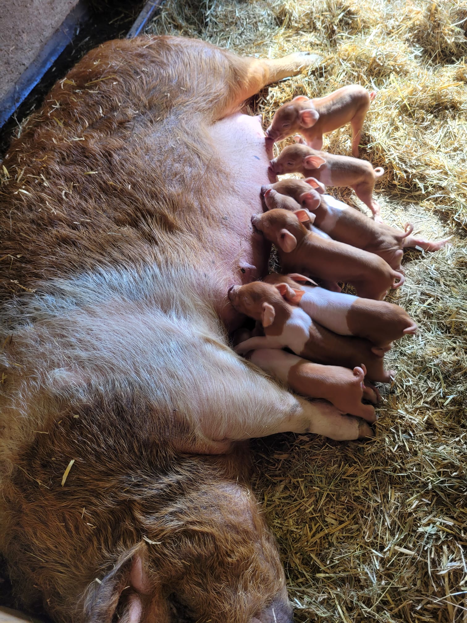 Schweine vom Hof Dirnbauer