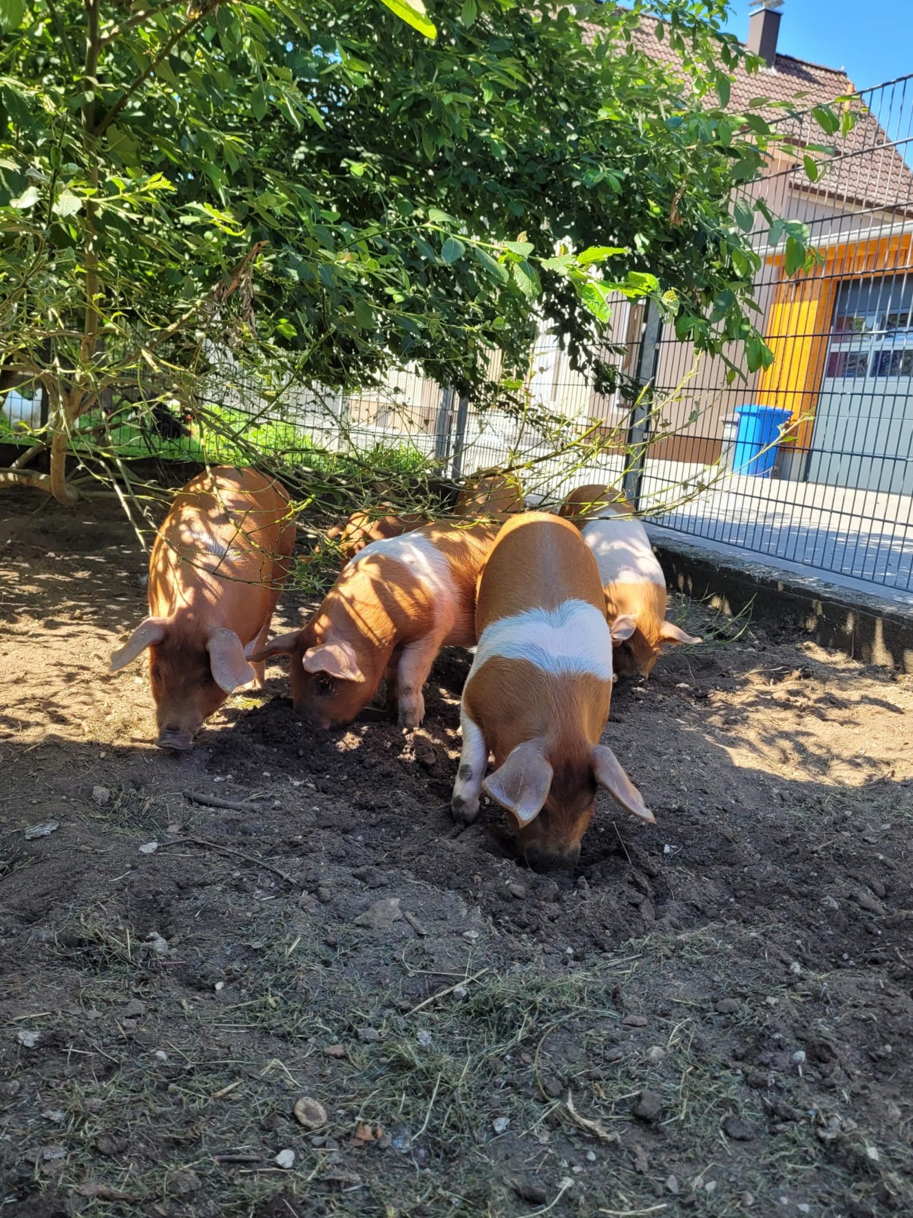 Schweine vom Hof Dirnbauer