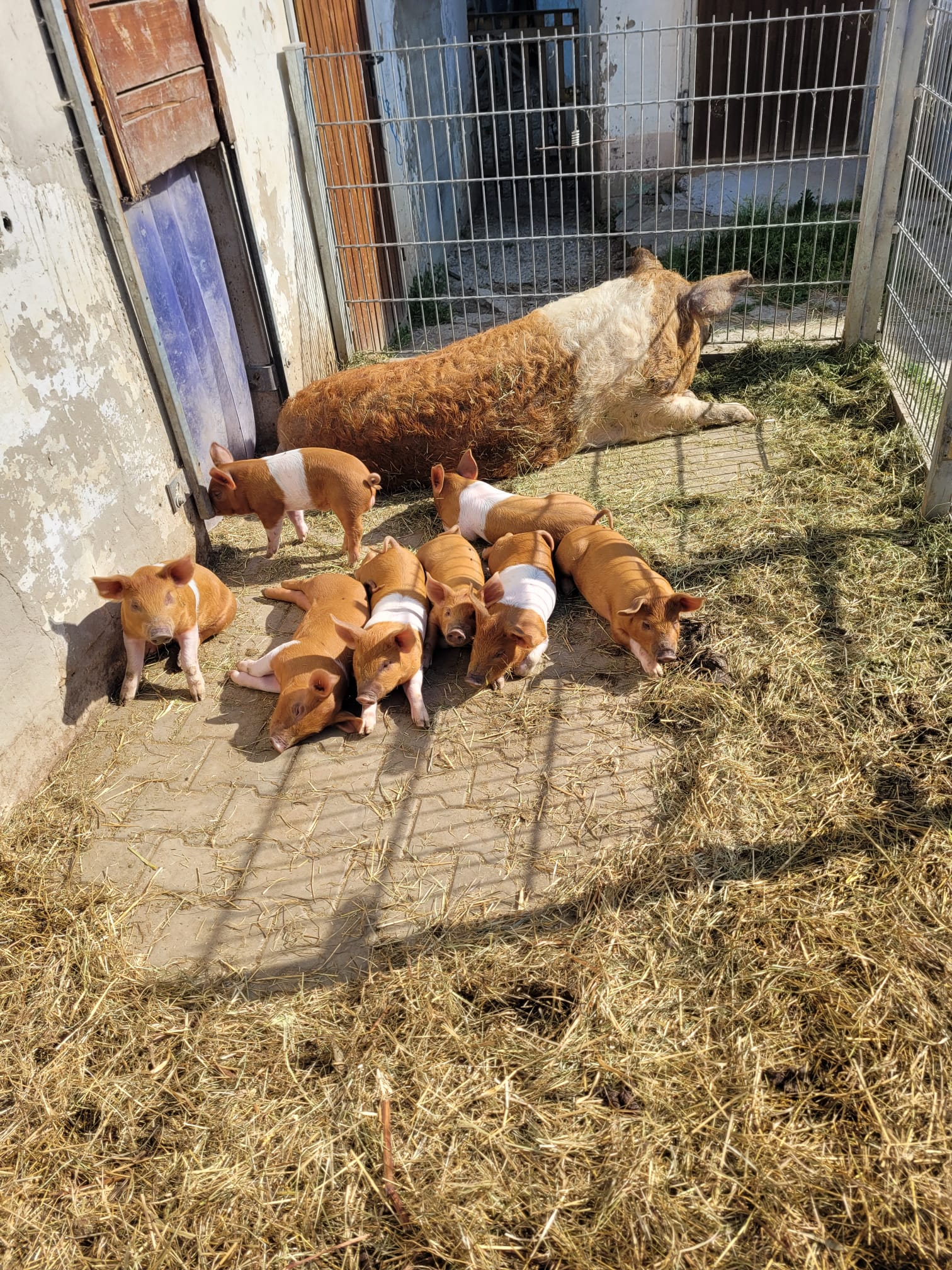 Schweine vom Hof Dirnbauer